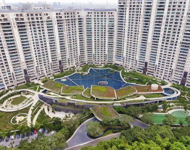 Dlf Camellias-gallery