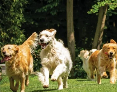 Signature-global-city-37d-pets-area